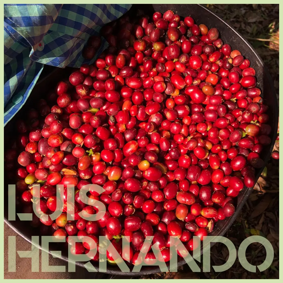 COLOMBIE - GESHA - LAVÉ