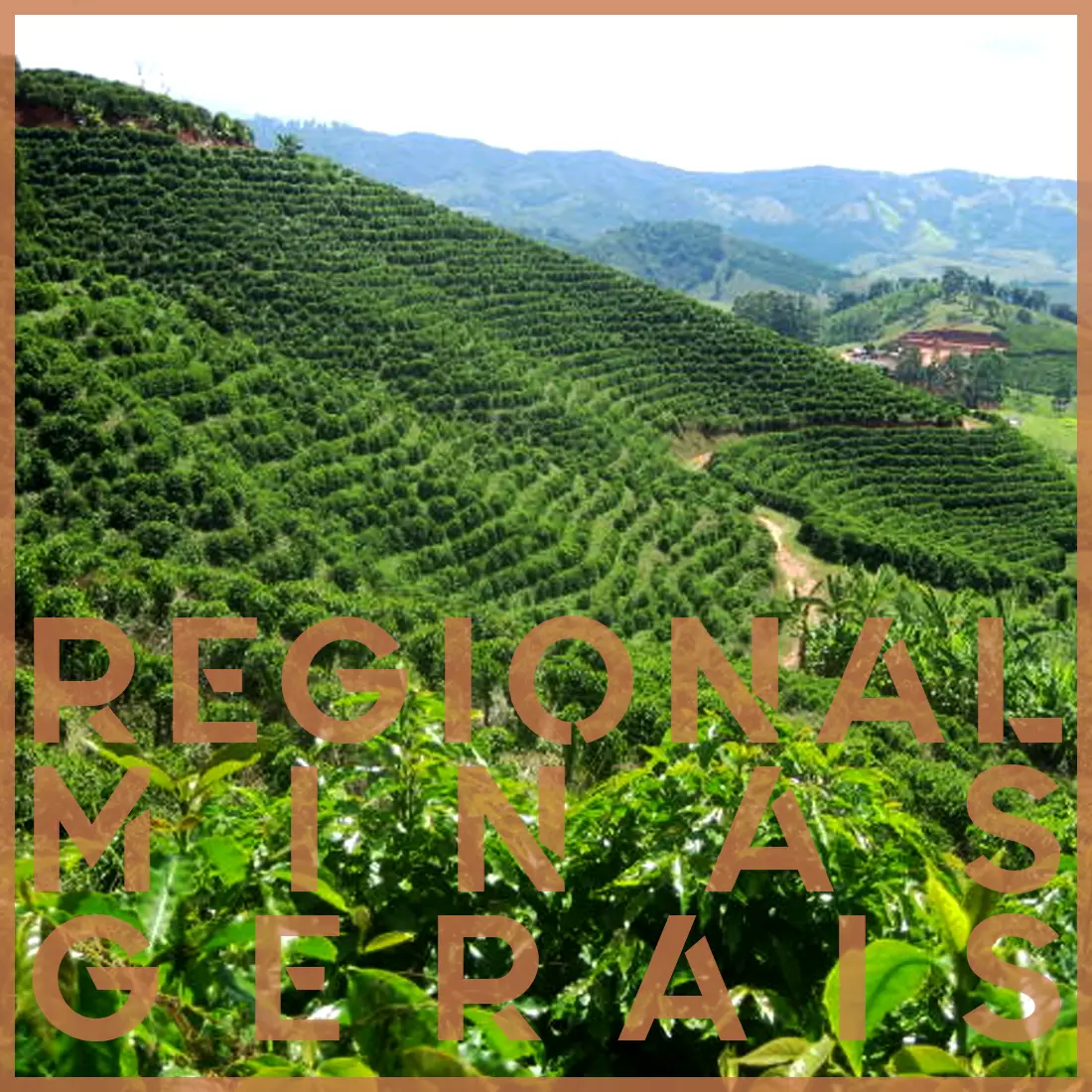 BRÉSIL - MINAS GÉRAIS RÉGIONAL